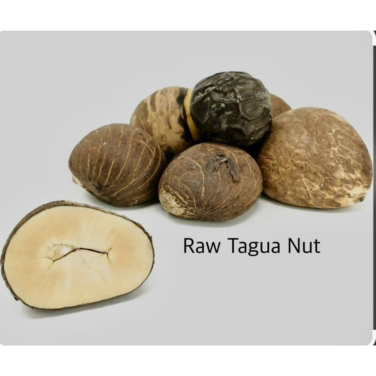 Organic Handmade Tagua Nut Necklace